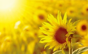 波盾陽(yáng)光下可視邦定BD系列 陽(yáng)光下可視邦定系列